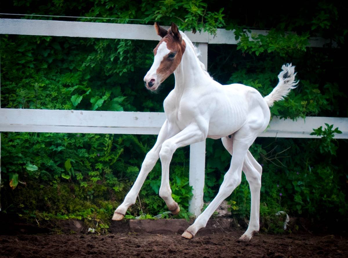 Coloured Dressage Colt - Mochaccino SSH (Hennessy x Umenno)